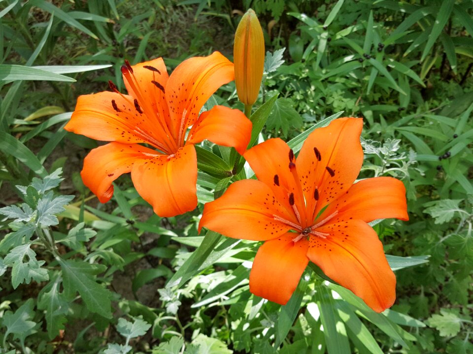 The orange one the two clusters many other