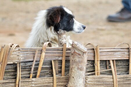 Sad dog brown lonely