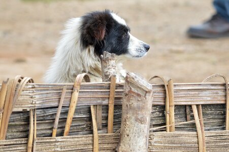 Sad dog brown lonely photo