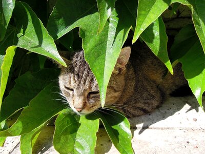 Domestic cat pets relax