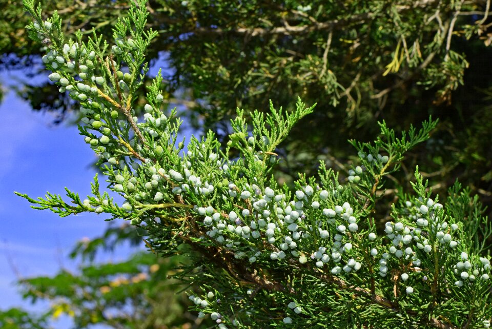 Tree plant nature