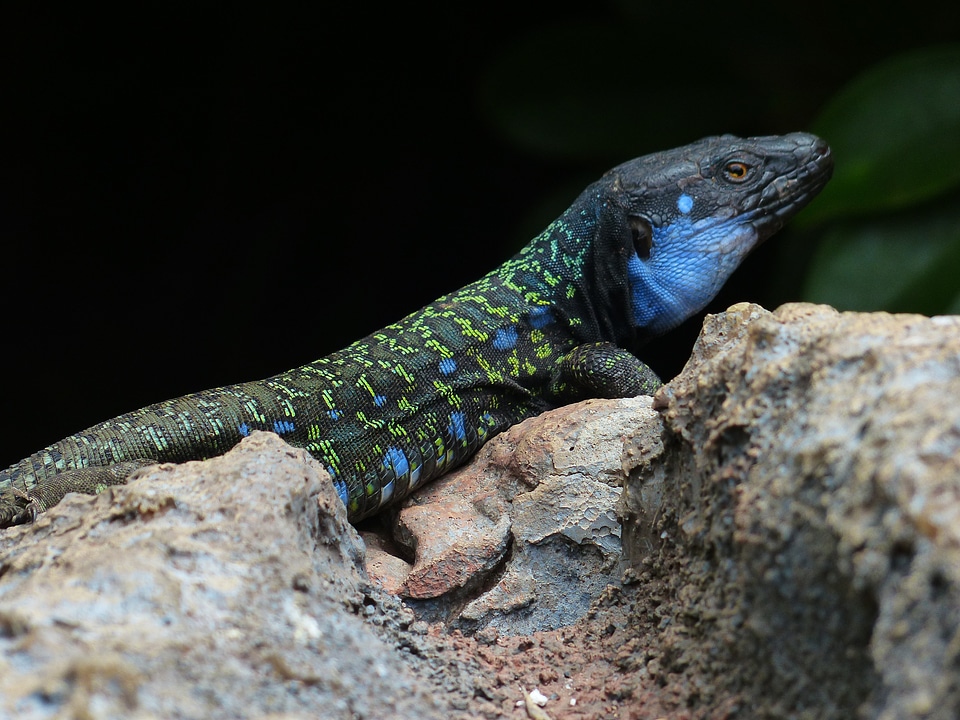 Keck canaries lizard gallotia galloti