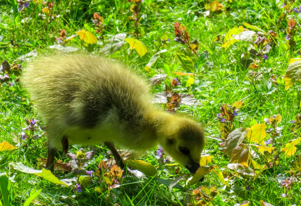 Young goose goslings cute
