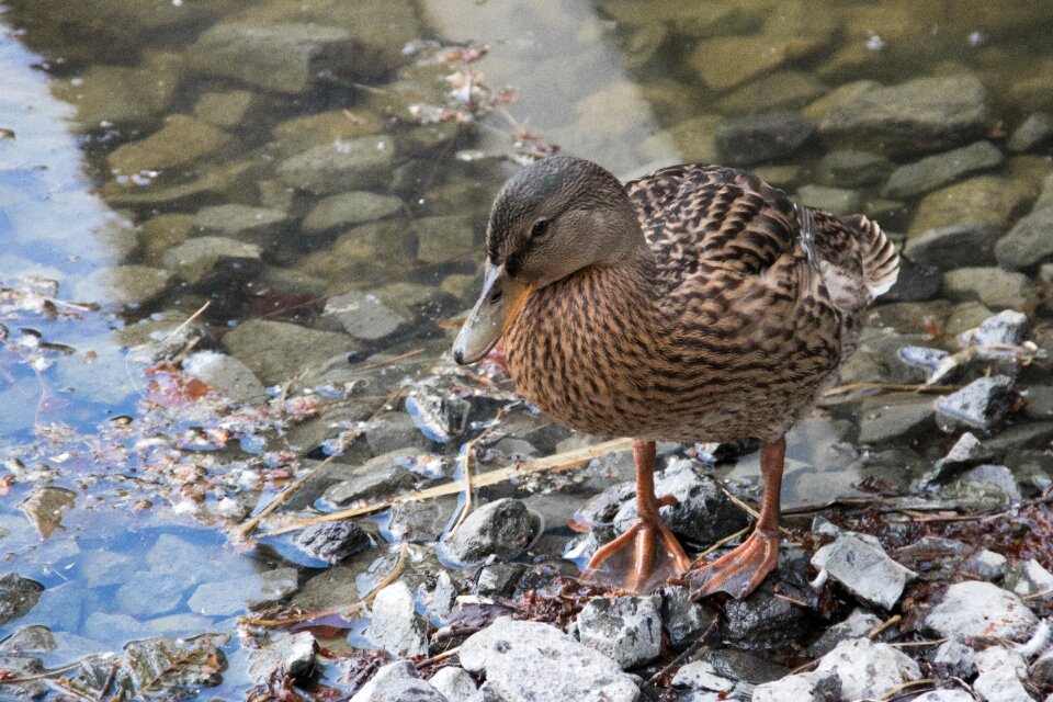 Duck bird feathers pond water