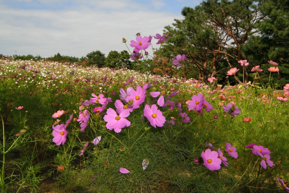Flowers landscape cosmos
