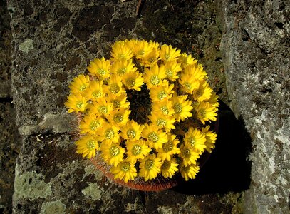 Yellow flower plant photo