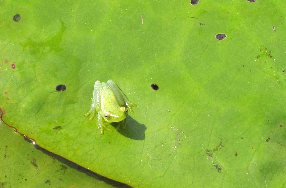 Green botswana chobe