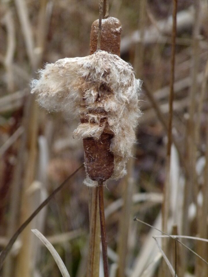 Plant marsh bulrush