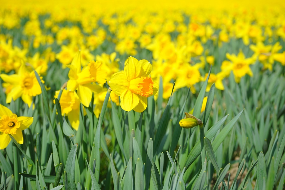 Blossom bloom yellow photo