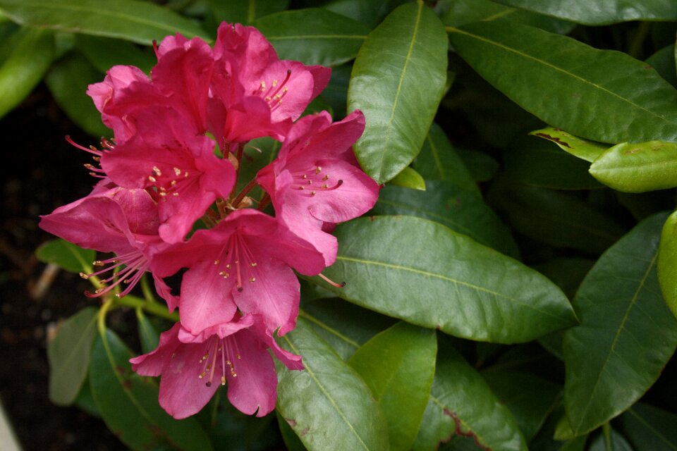 Nature pink flower plants