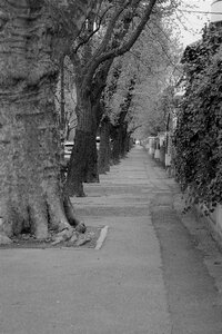 Street trees solitude photo