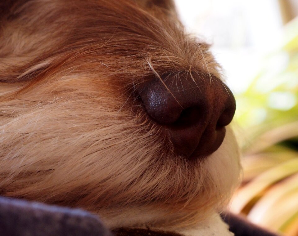 Dog portrait dog snout snout