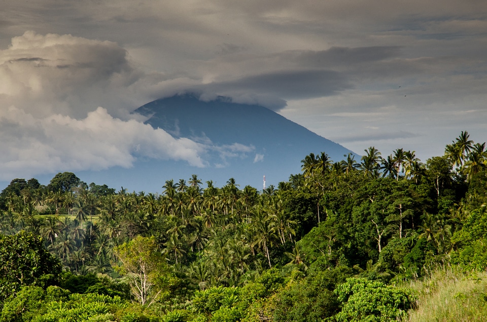 Jungle tropical landscape