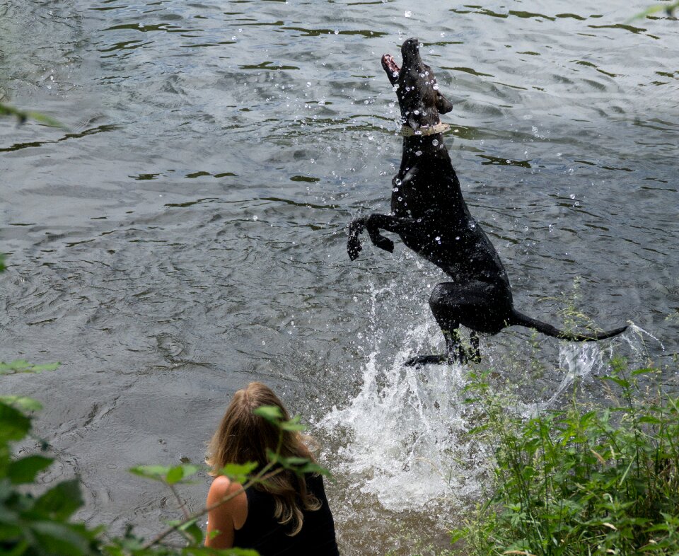 Animals black dogs bathing