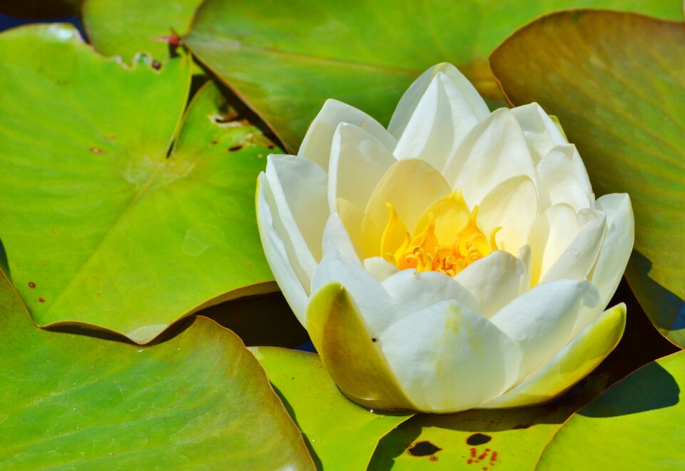 Water rose nuphar lutea pond plant