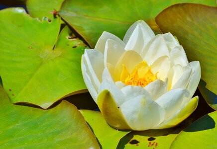 Water rose nuphar lutea pond plant photo