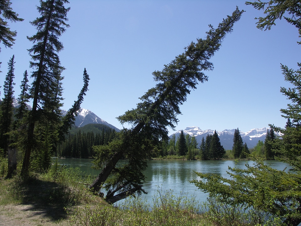 Nature forests banff national park