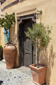 Old door wood plant