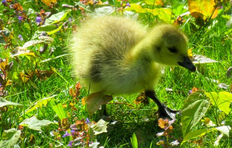 Young goose goslings cute
