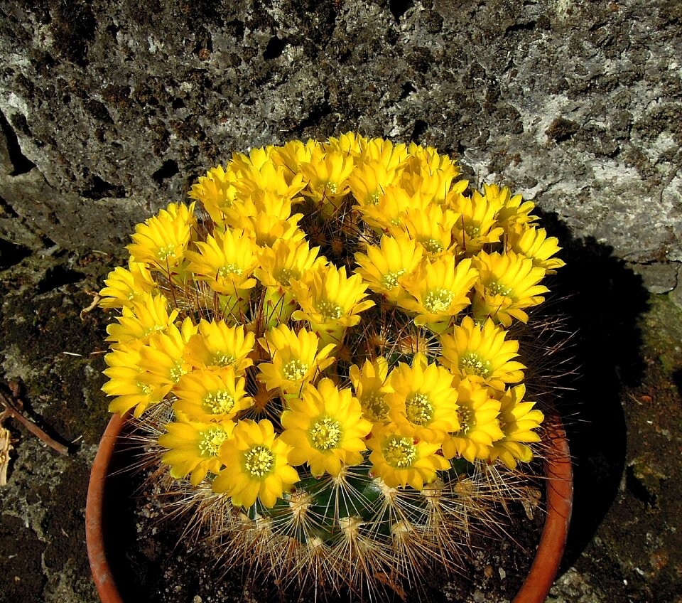 Flower yellow flower yellow