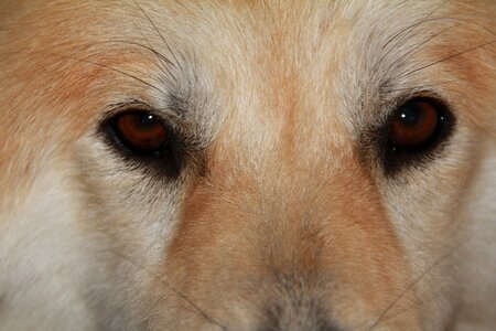 Brown eyes face animal photo