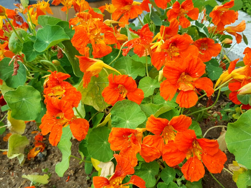 Active call many other flowers orange color