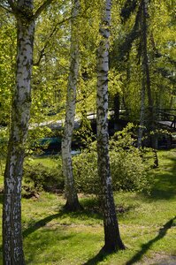 Spreewald birch nature