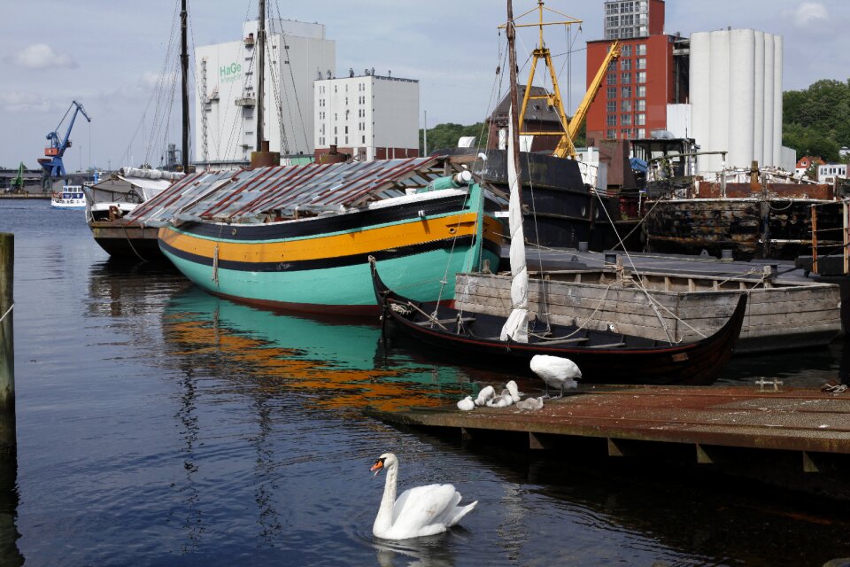 Family swan young ships