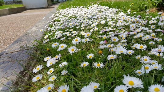 Daisies border spring