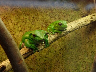 Green amphibians terrarium