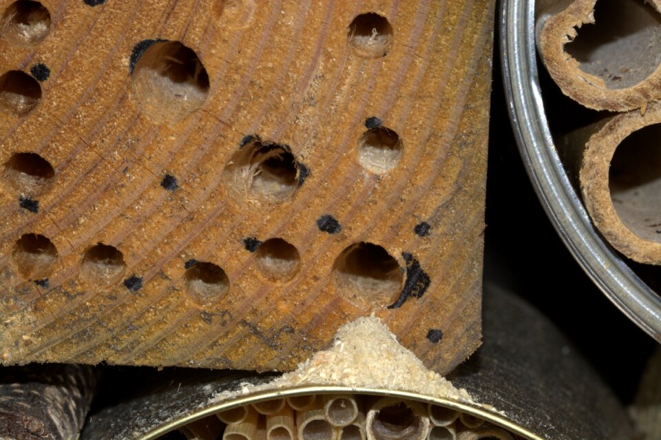 Insect hotel hole wood