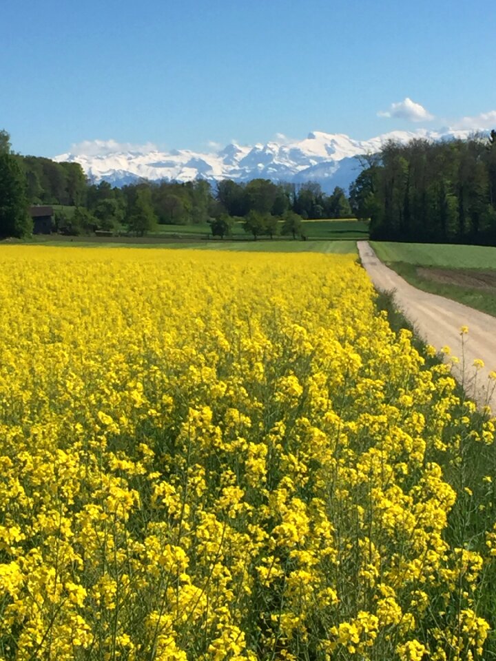 Field of rapeseeds blossom bloom