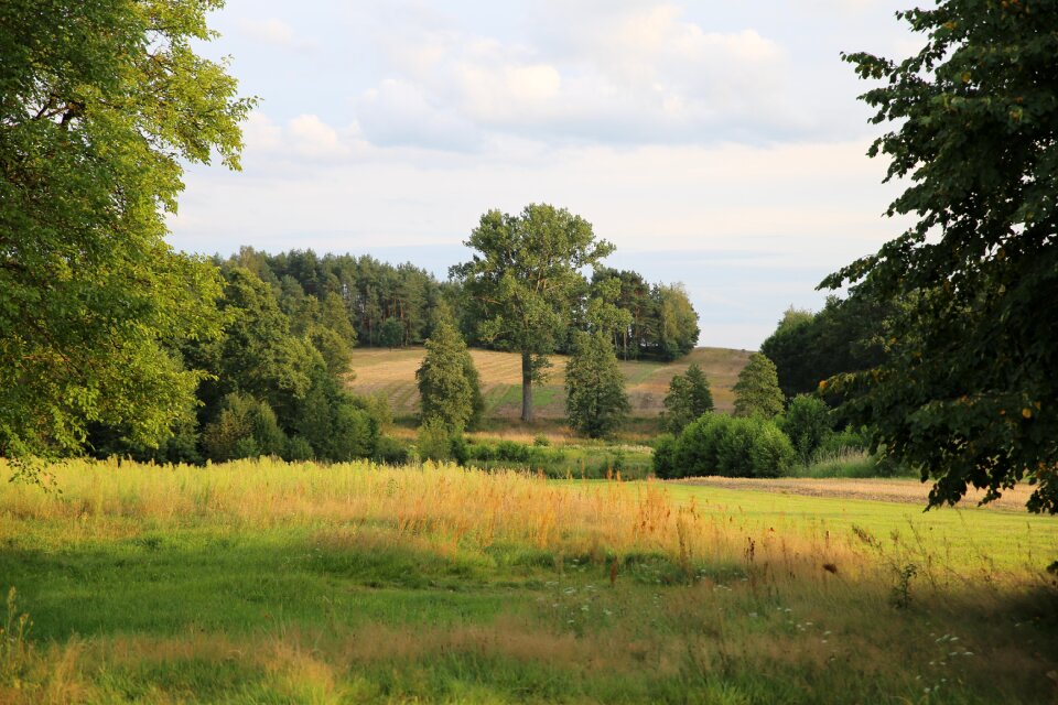 Polyana poland green