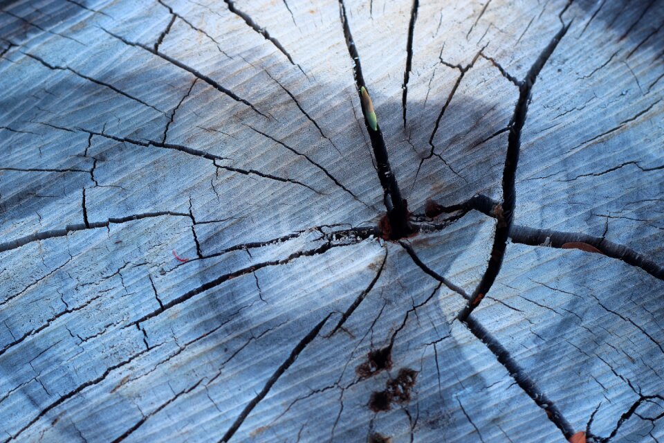 Trunk tree wood