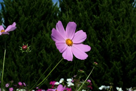 Flowers landscape cosmos