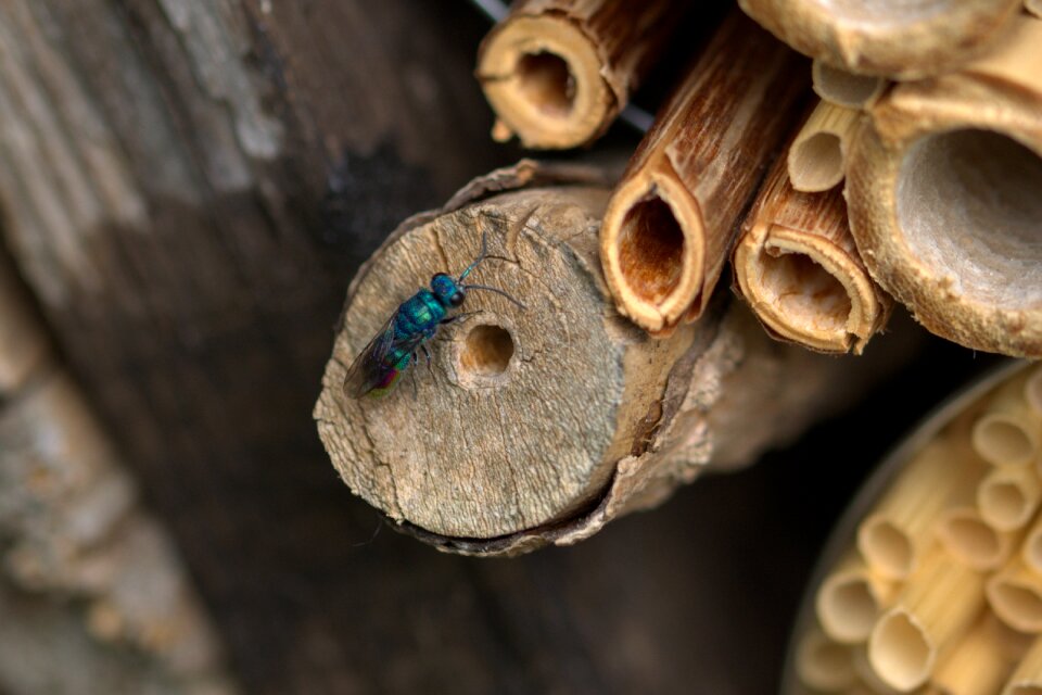 Insect hotel macro close up
