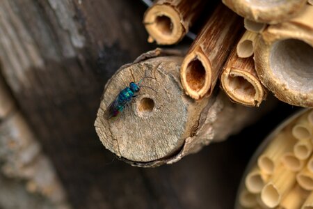 Insect hotel macro close up