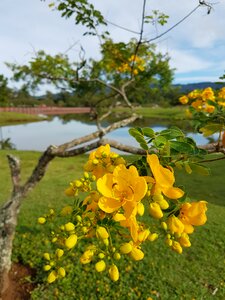 Flowers park brazil