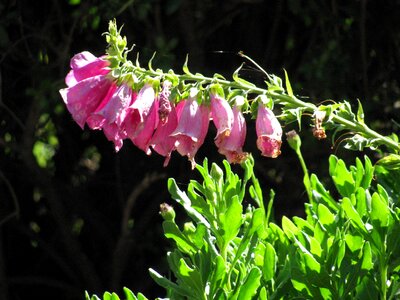 Floral plant blossom photo