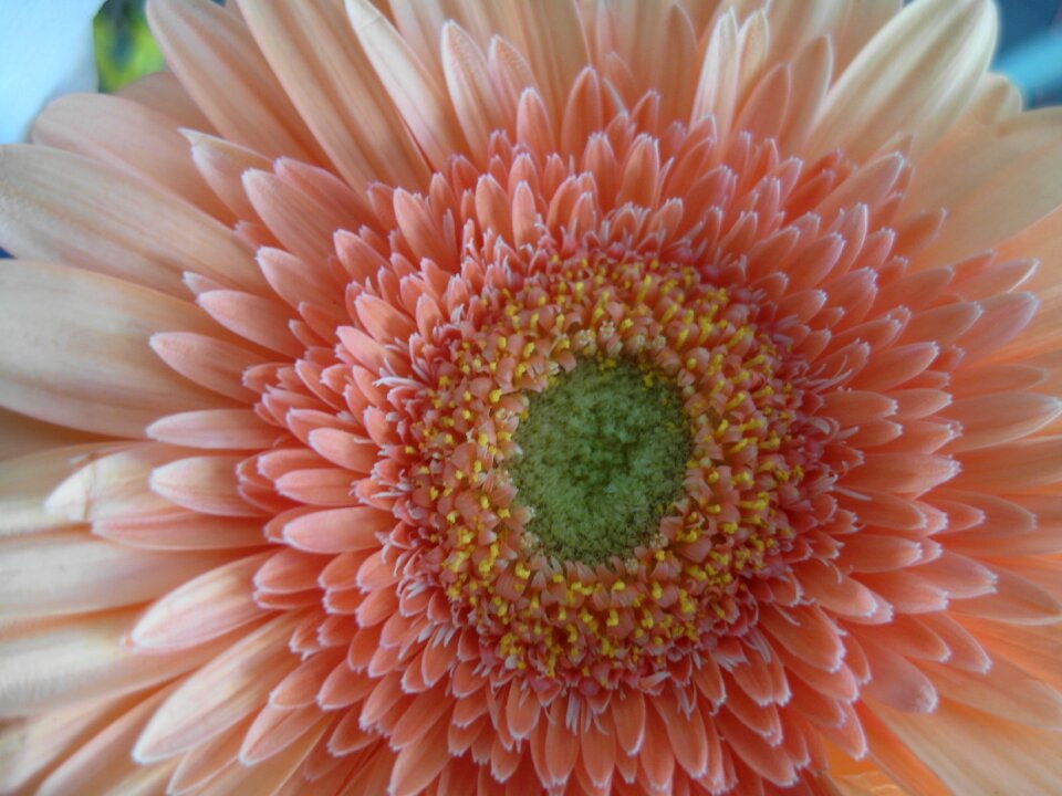 Flower spring