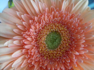 Flower spring