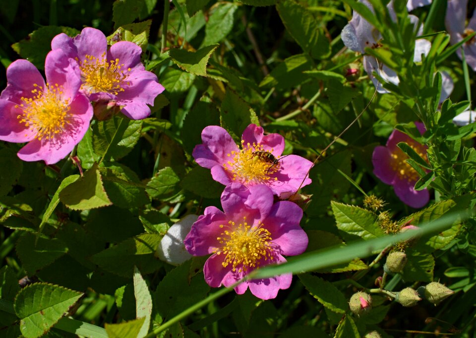 Blossom bloom plant