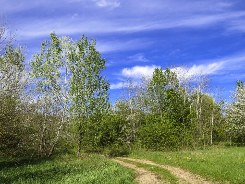 Trees landscape sky