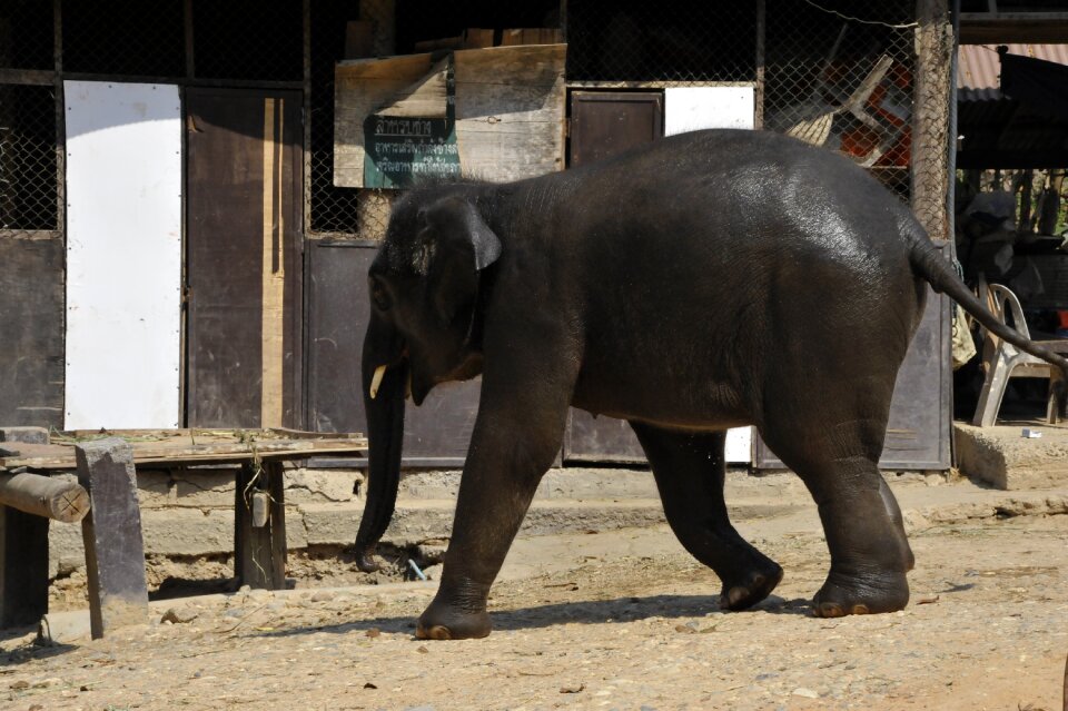 Animals animal reserve
