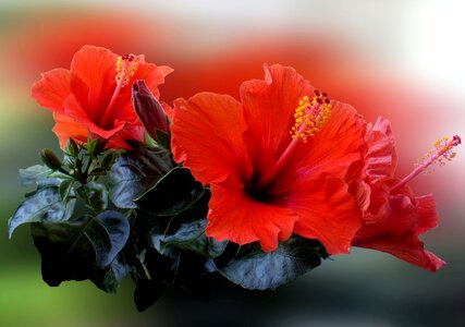 Bloom red plant photo