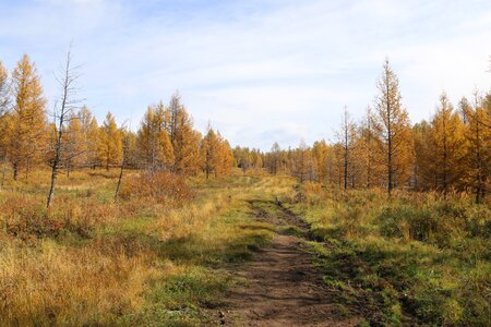 Steppe landscape forest