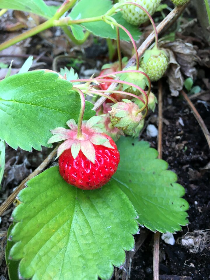 Red green food