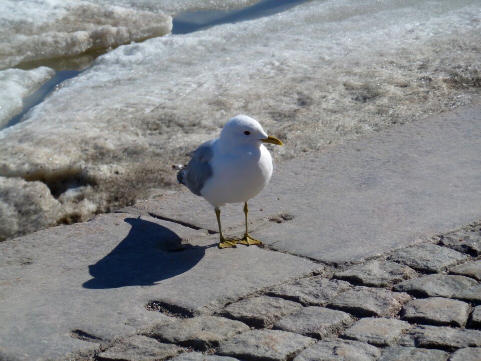 Snow birds plumage