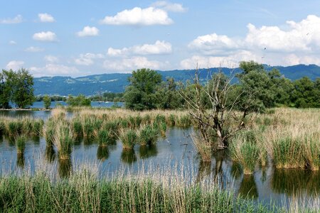 Mirroring the shores of lake constance landscape waters
