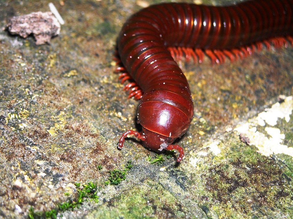 Animals millipede brown